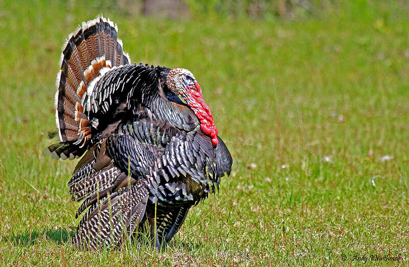 10 Reasons Not to Eat Turkeys | Blog | PETA Latino