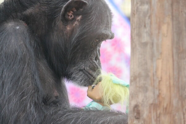 Después de años de maltrato, esta chimpancé encuentra alegría en muñecos de troll | Blog | PETA Latino