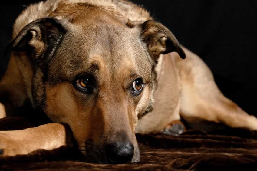 Estos perros no tienen que morir asustados y solos sobre un camino de tierra | Blog | PETA Latino