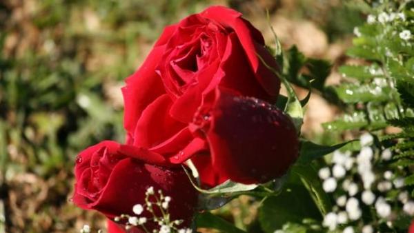 Los tipos de rosas más comunes - EcologíaVerde