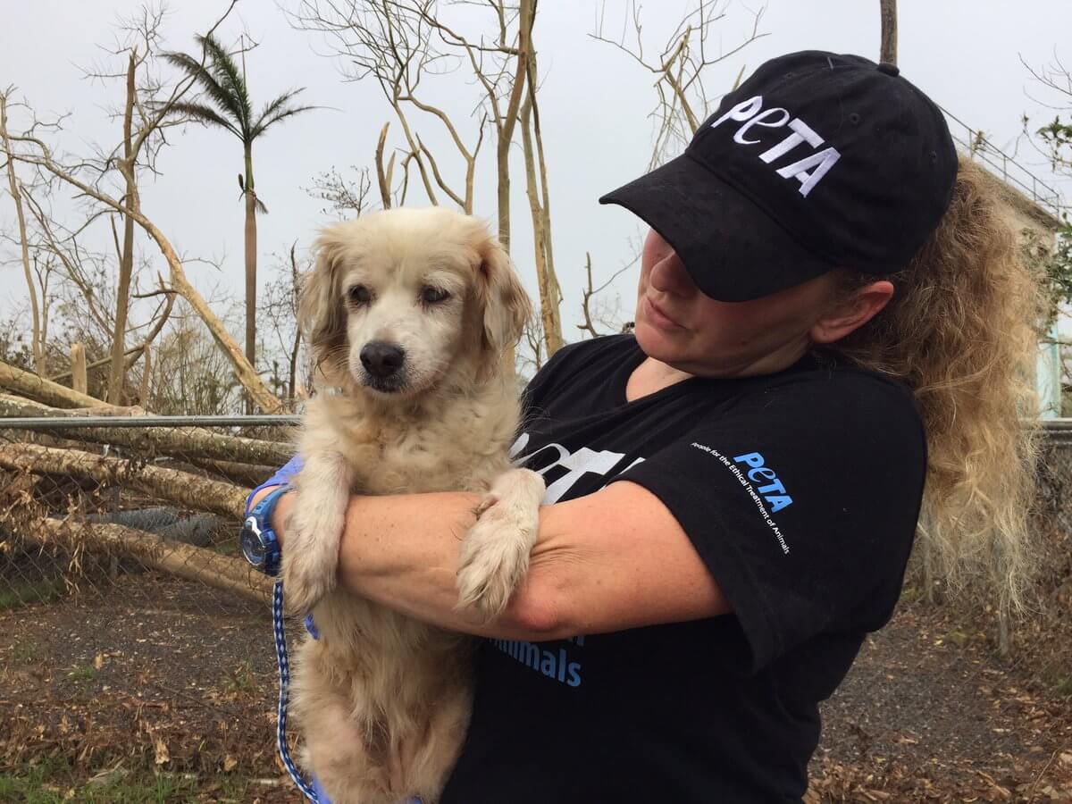 El equipo de rescate de PETA está en Puerto Rico tras huracán María | Blog | PETA Latino