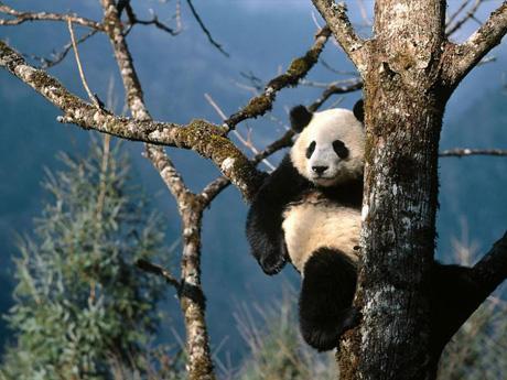 El oso panda se extingue - EcologíaVerde
