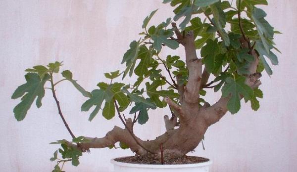 Cuidados del bonsai higuera - EcologíaVerde