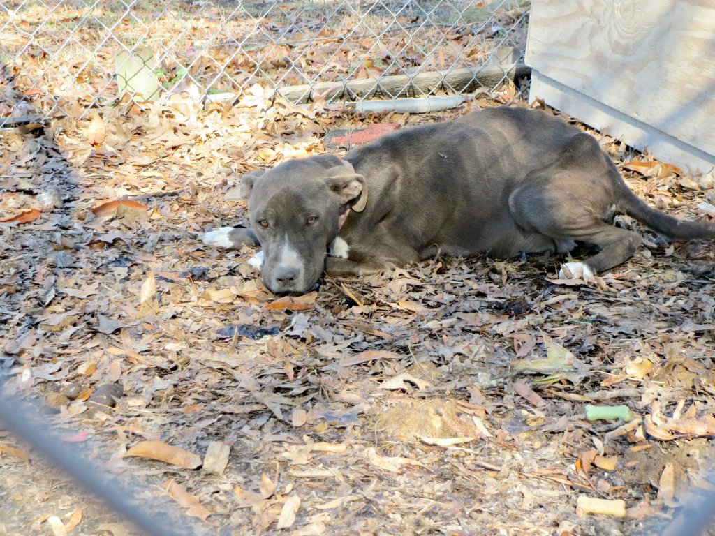 Pareja es encarcelada por no alimentar a perra preñada | Blog | PETA Latino