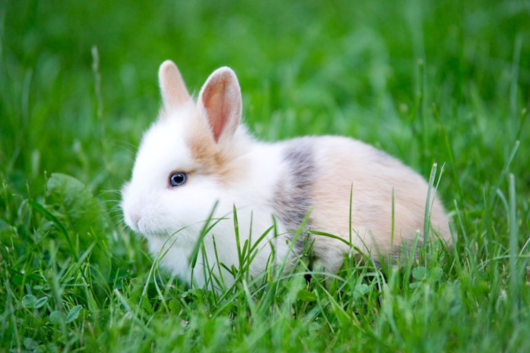 13 cosas que tal vez no sepas sobre los conejos | Blog | PETA Latino