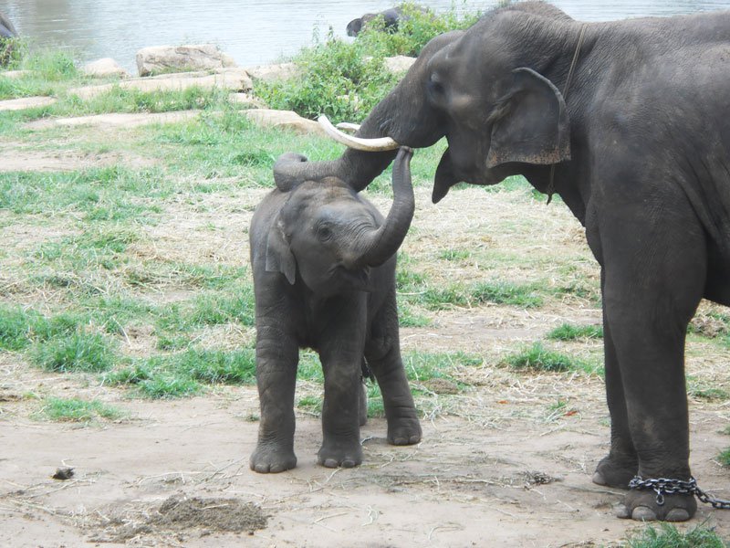 The Heartwarming Story of Sunder the Elephant | Blog | PETA Latino
