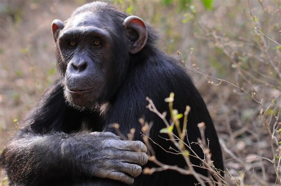 Hundreds of Chimpanzees to Be Retired From Laboratories | Blog | PETA Latino
