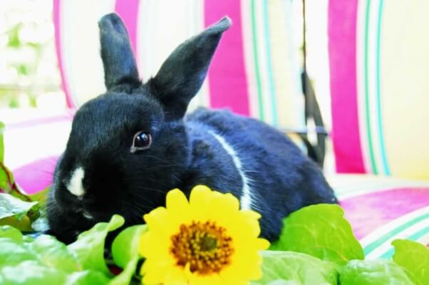 Five New Easter Traditions that Your Family Should Adopt | Blog | PETA Latino