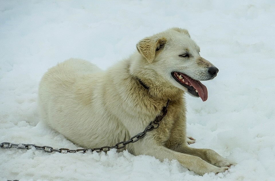 Perros moribundos, encadenados y enfermos en el criadero de Iditarod Champ | Blog | PETA Latino