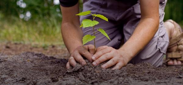 Consejos para la plantación de un árbol - EcologíaVerde