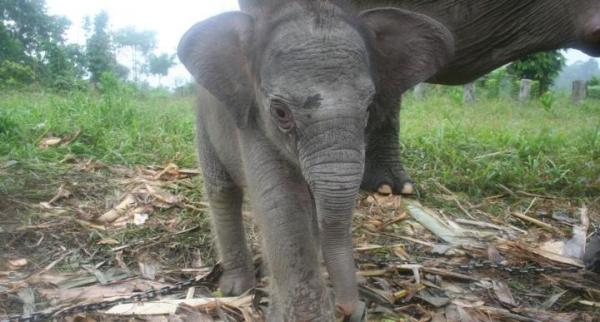 El elefante de Sumatra está en peligro de extinción - EcologíaVerde