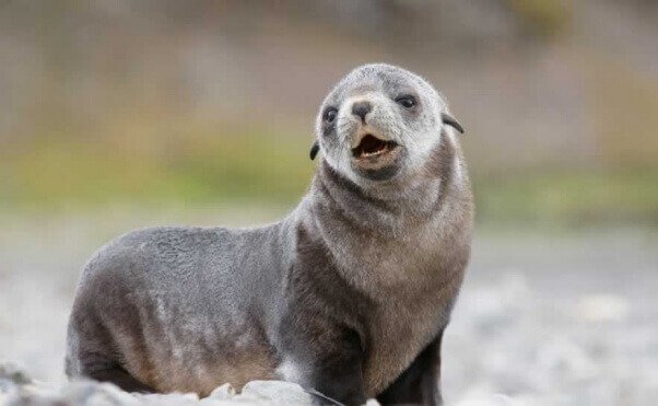 14 impactantes fotos del asesinato de focas | Blog | PETA Latino