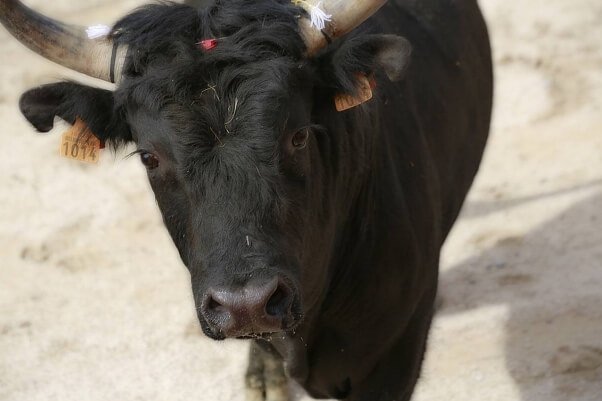 Horrifying: Spanish Crowd Cheers as Men Kill a BABY Bull | Blog | PETA Latino