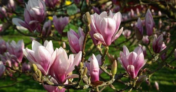 Magnolias que florecen en primavera - EcologíaVerde