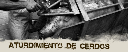 Aturdimiento de cerdos | Granjas de Esclavos