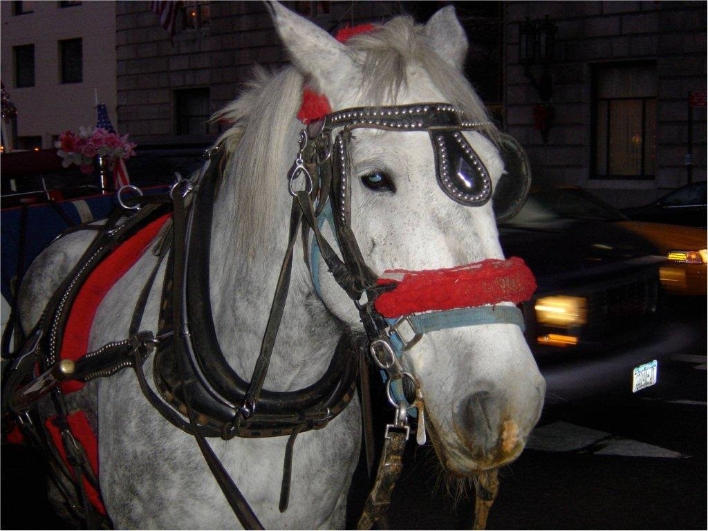 ¡Victoria! San Juan prohíbe los carruajes tirados por caballos | Blog | PETA Latino