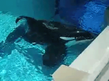 Bebé orca nace prisionera, condenada a una vida en prisión si SeaWorld se sale con la suya | Blog | PETA Latino
