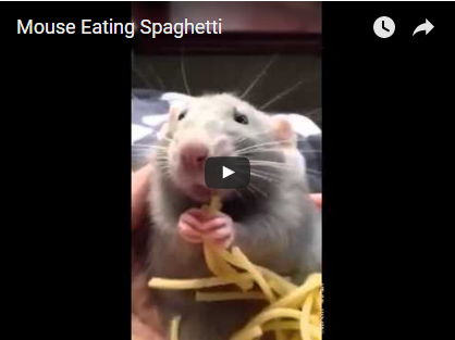 Ratte isst Spaghetti | EIN HERZ FÜR TIERE Magazin