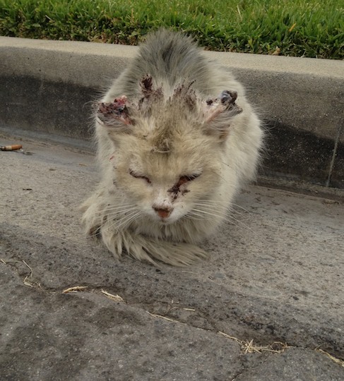 PETA Offers $2,500 Reward for Arrest of Puerto Rico Cat Killers | Blog | PETA Latino