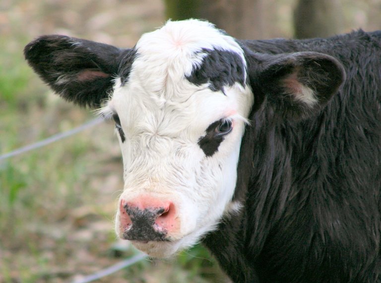 ¿Qué hay en tu leche? | Blog | PETA Latino