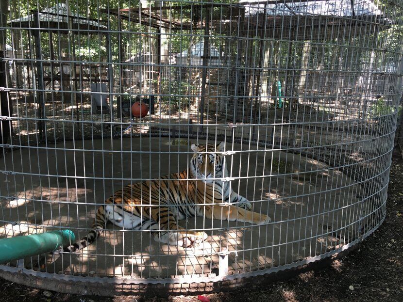 Tigres y leopardos encerrados en jaulas diseñadas para contener vegetales | Blog | PETA Latino