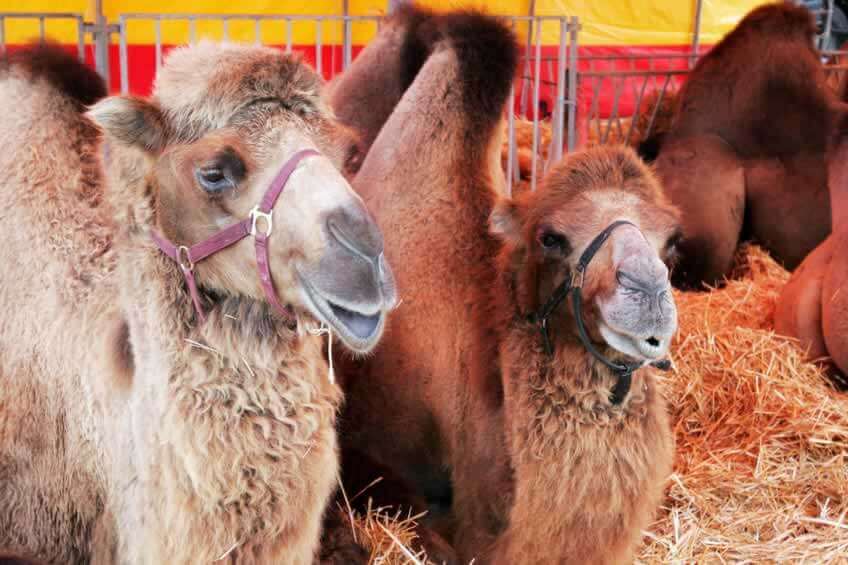 Live Nativity Scene Closed After Man Punches Camel (VIDEO) | Blog | PETA Latino