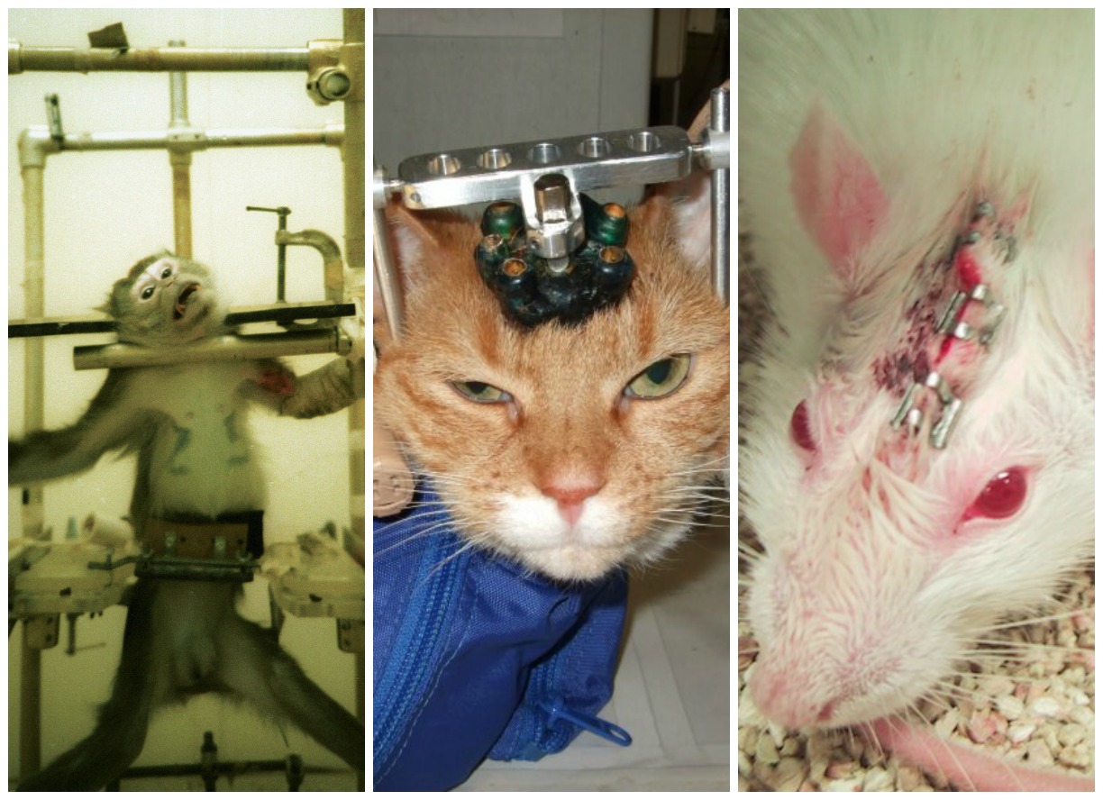 6 Experimentos en animales sin sentido que están ocurriendo ahora | Blog | PETA Latino