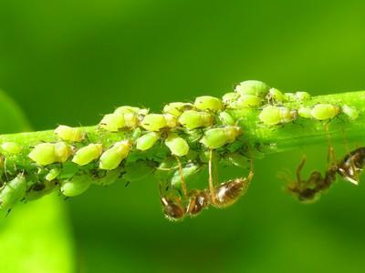 Trucos caseros contra las hormigas - EcologíaVerde