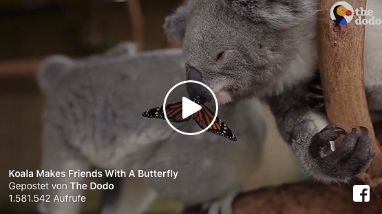 Dieser Schmetterling tanzt einem Koala sprichwörtlich auf der Nase herum | EIN HERZ FÜR TIERE Magazin