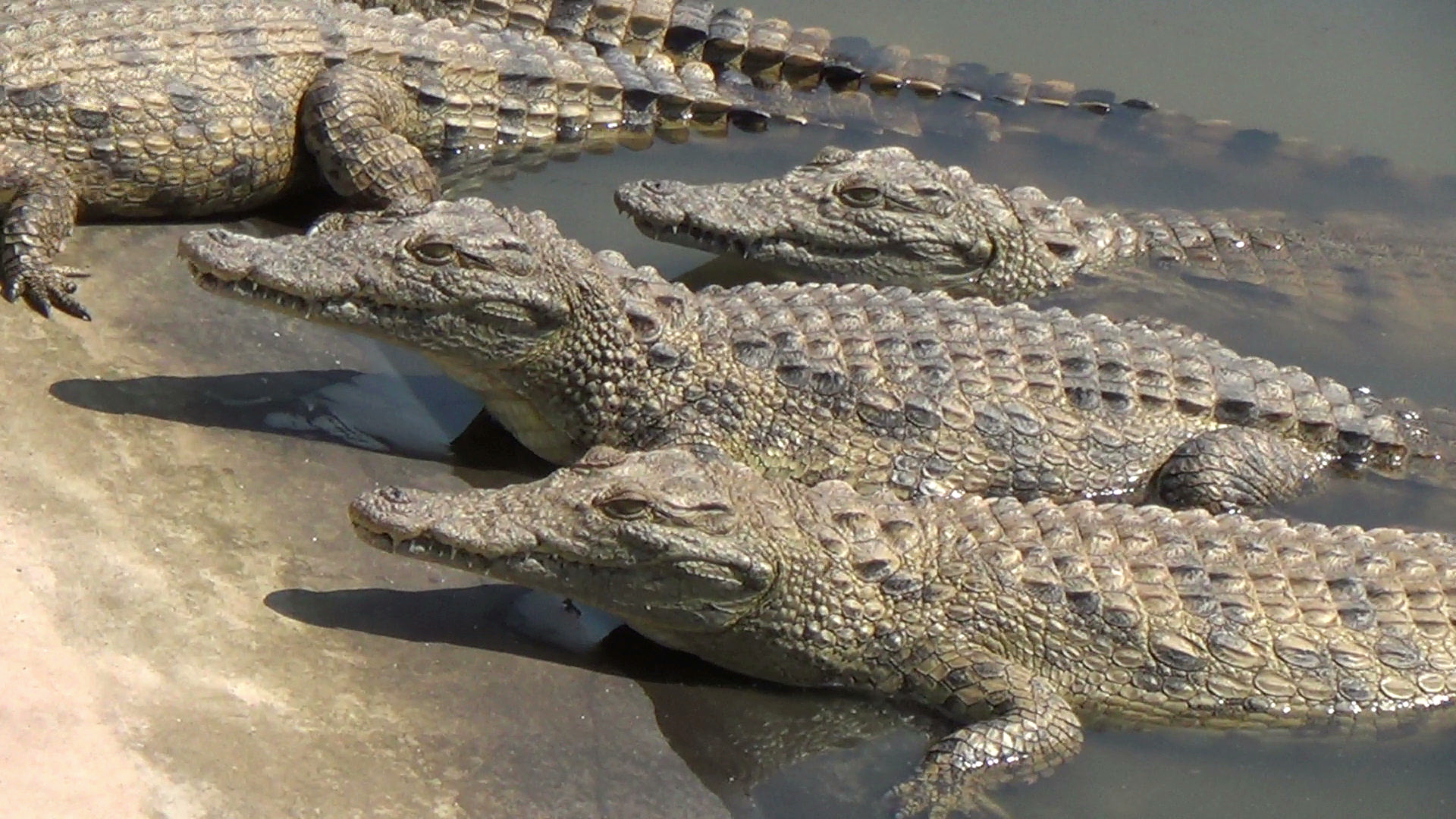Human Remains Indicate That Crocodiles Ate This Trophy Hunter | Blog | PETA Latino