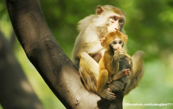 Victory! United Airlines Stops All Shipments of Primates to Laboratories | Blog | PETA Latino