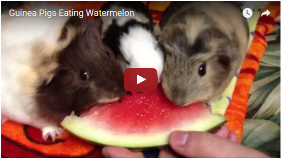 Meerschweinchen mögen Wassermelonen | EIN HERZ FÜR TIERE Magazin