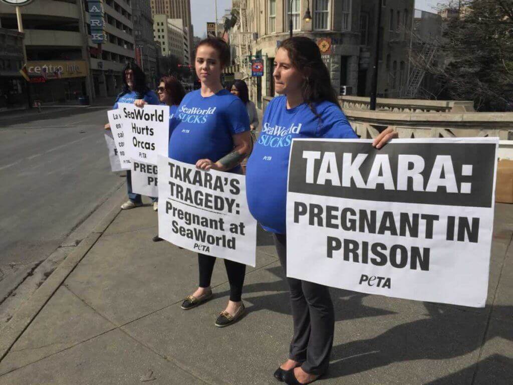 Manifestantes 'embarazadas' piden la libertad de la orca madre | Blog | PETA Latino