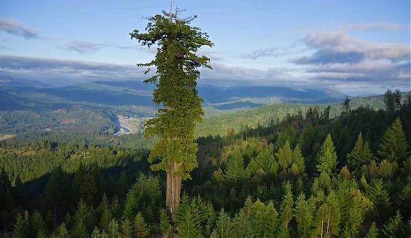 El árbol más alto del mundo - Sorprendente!! - EcologíaVerde