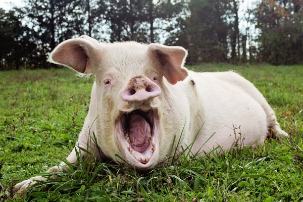 Estudiante realiza intento desesperado por salvar a cerdos destinados al matadero | Blog | PETA Latino