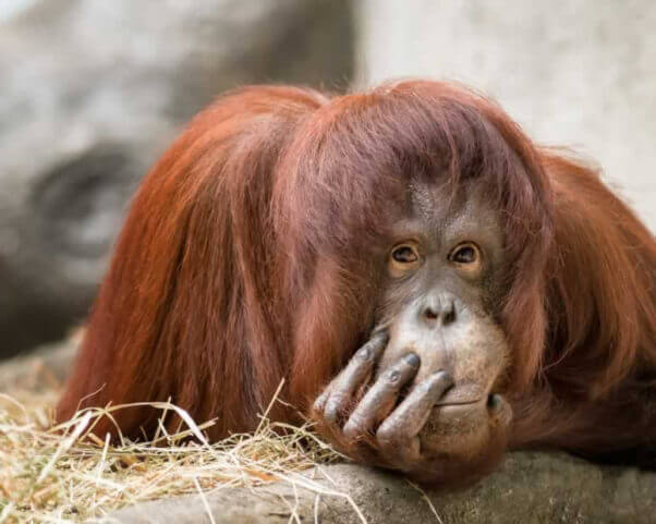 Video: Orangutan Dressed Up, Ridiculed, Forced to Take Selfies With Tourists | Blog | PETA Latino
