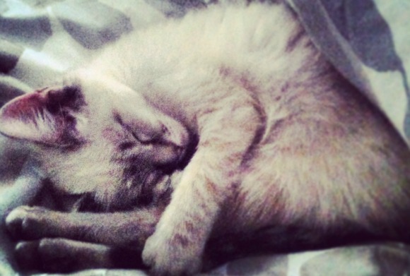 10 razones por las que mi gato es mi “San Valentín” | Blog | PETA Latino