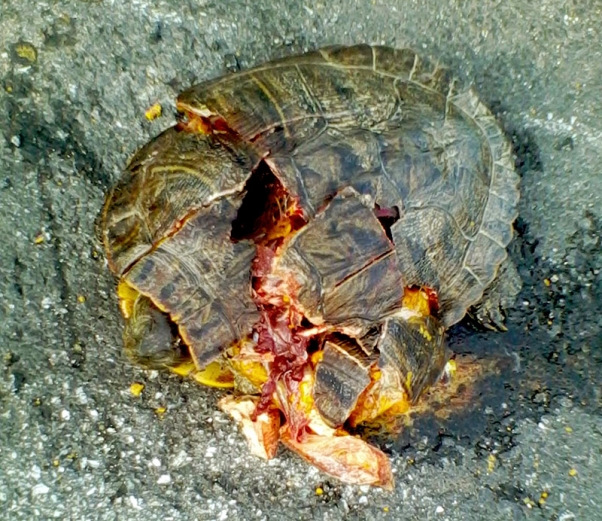 5 maneras de ayudar a una tortuga a cruzar la carretera | Blog | PETA Latino
