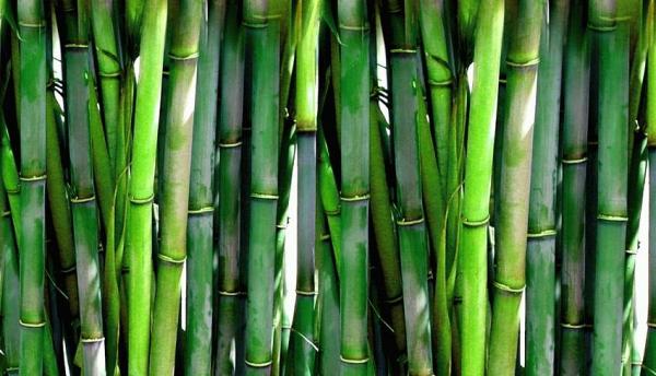 Decoración de jardines con bambú - EcologíaVerde
