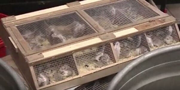 The Video PetSmart Doesn't Want You to See | Blog | PETA Latino