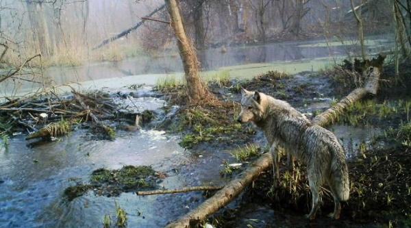 Fotografías de los animales que viven en Chernóbil - EcologíaVerde