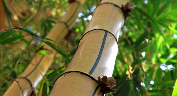 Bambú, la madera ecológica - EcologíaVerde