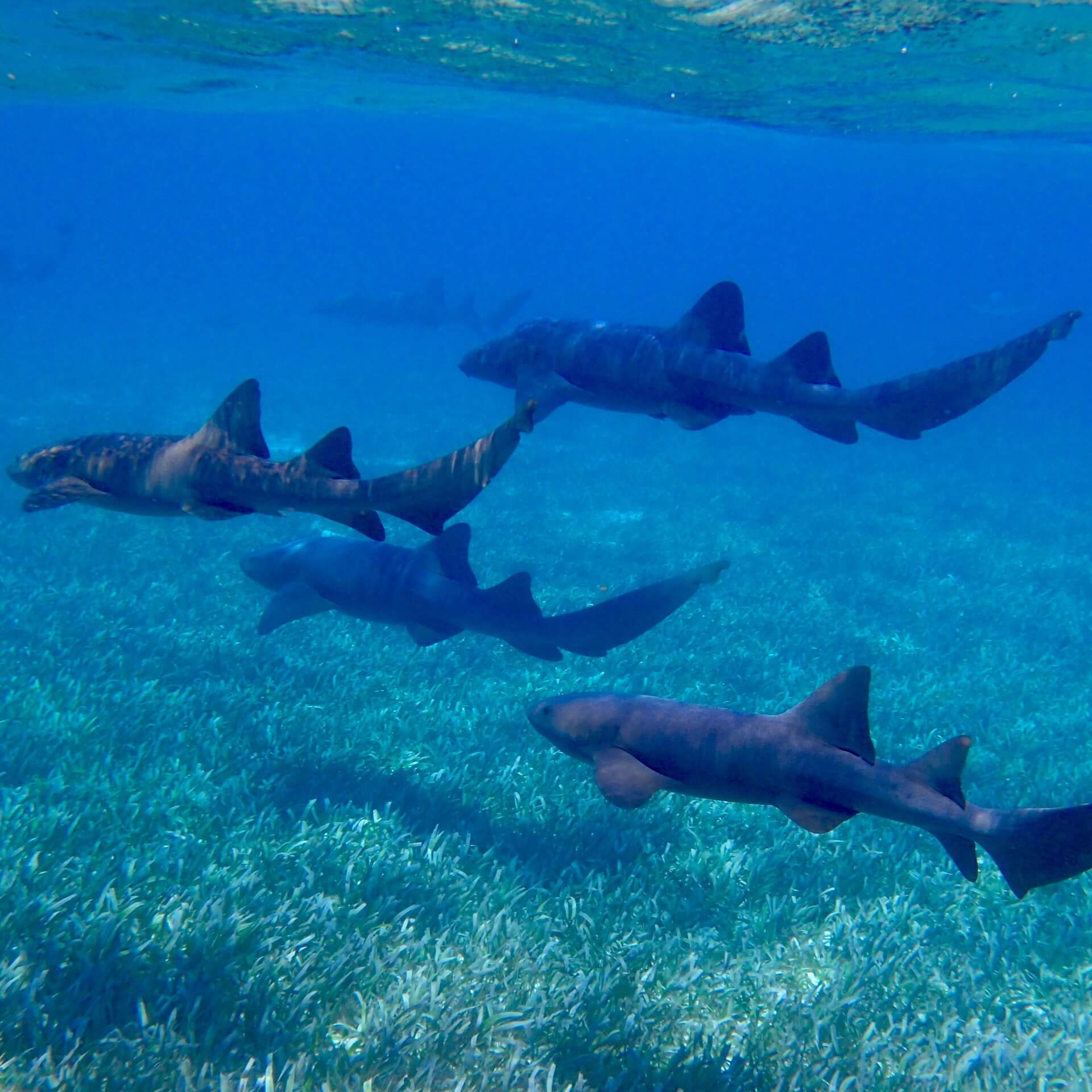 Restaurante cobra a turistas por tomarse selfis con este tiburón cautivo | Blog | PETA Latino