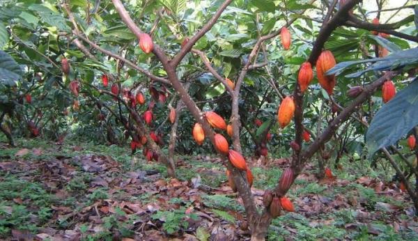 Cómo cultivar cacao y chocolate en casa - EcologíaVerde