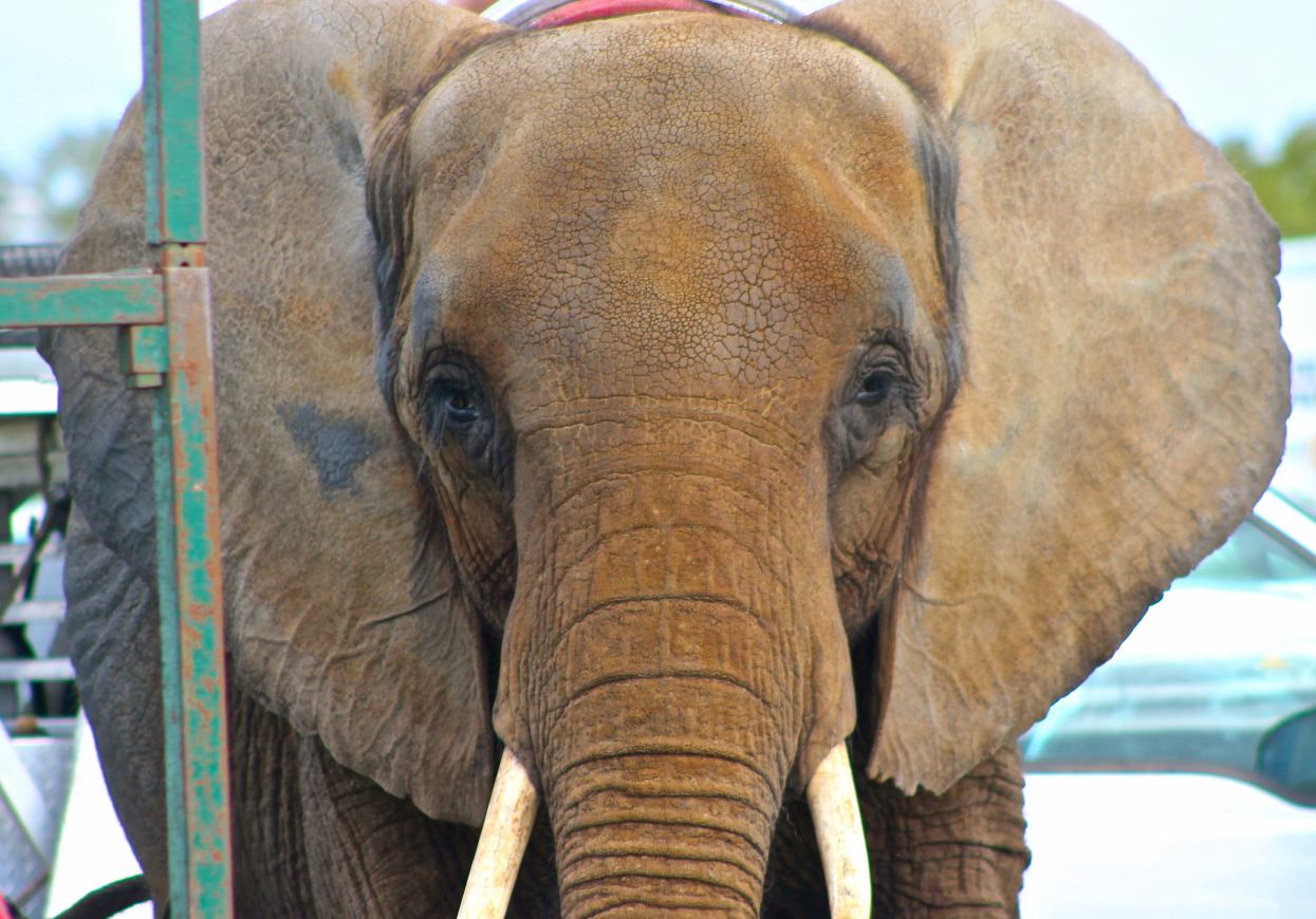 Heartbreaking Footage of Nosey: The Saddest Elephant | Blog | PETA Latino
