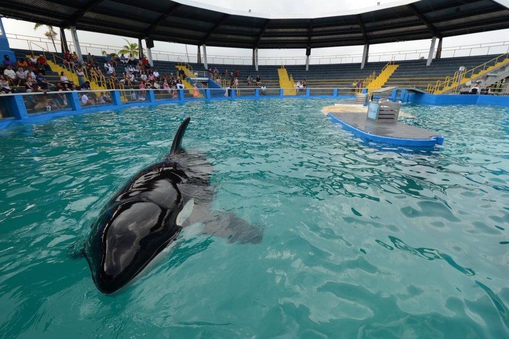 7 Razones por las cuales Lolita es la orca más sola y triste en el mundo | Blog | PETA Latino