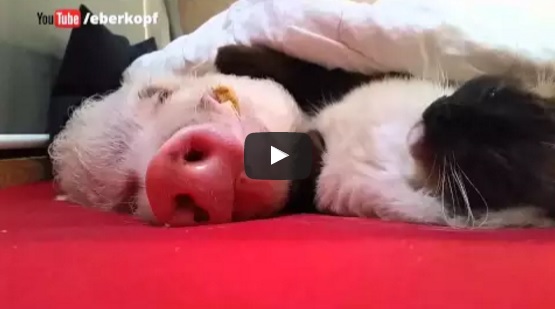 Damit das Schwein einschläft, wendet diese Katze eine ganz besondere Technik an | EIN HERZ FÜR TIERE Magazin