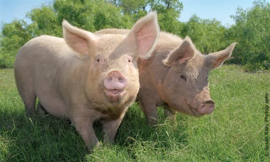 Por primera vez en 39 años los cerdos no serán perseguidos en feria en Pennsylvania | Blog | PETA Latino