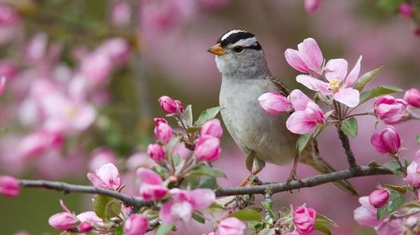 Árboles que atraen pájaros a tu jardín - EcologíaVerde