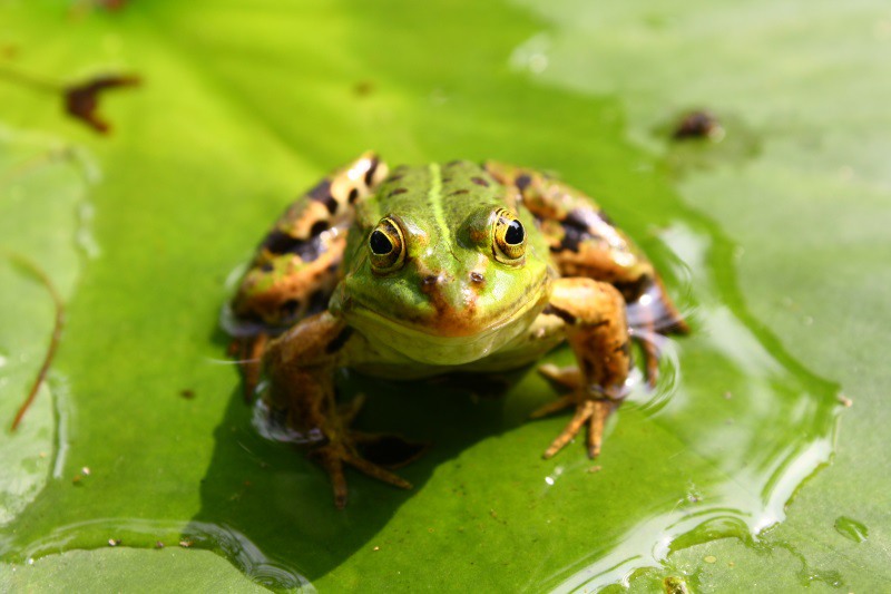 ¿Por qué están saltando de la alegría las ranas en Lima? | Blog | PETA Latino